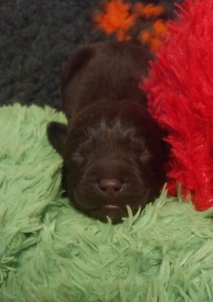 *Schokobraune Labrador Retriever Welpen mit Ahnentafel*