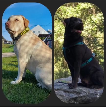 *Schokobraune Labrador Retriever Welpen mit Ahnentafel*