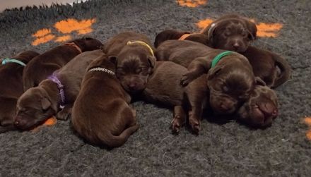 *Schokobraune Labrador Retriever Welpen mit Ahnentafel*