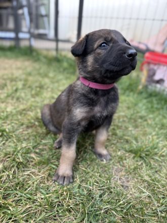 Welpen Schäferhund, reinrassig, abzugeben ab 12 Wochen, ab dem 31.08.2025 in Hilden 40723