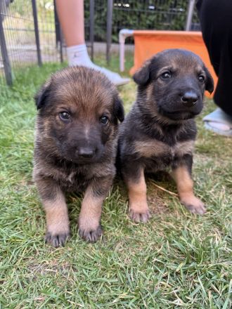 Welpen Schäferhund, reinrassig, abzugeben ab 12 Wochen, ab dem 31.08.2025 in Hilden 40723