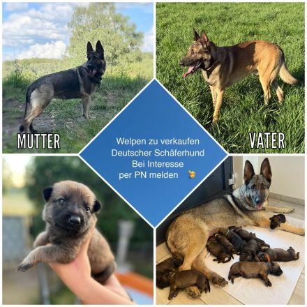 Welpen Schäferhund, reinrassig, abzugeben ab 12 Wochen, ab dem 31.08.2025 in Hilden 40723