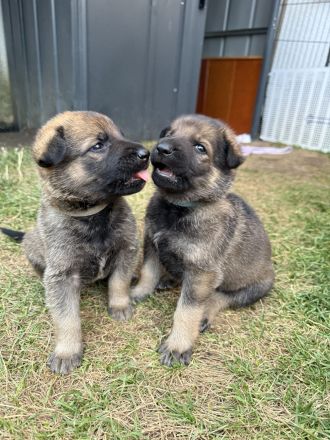 Welpen Schäferhund, reinrassig, abzugeben ab 12 Wochen, ab dem 31.08.2025 in Hilden 40723
