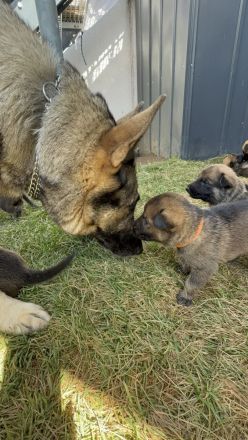 Welpen Schäferhund, reinrassig, abzugeben ab 12 Wochen, ab dem 31.08.2025 in Hilden 40723