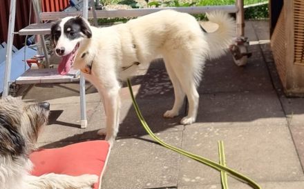 Loelia sucht ein liebevolles Zuhause!