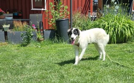 Loelia sucht ein liebevolles Zuhause!