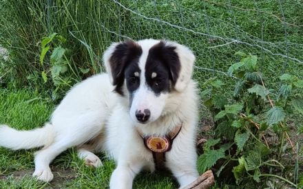 Loelia sucht ein liebevolles Zuhause!