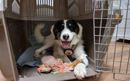 Loelia sucht ein liebevolles Zuhause!