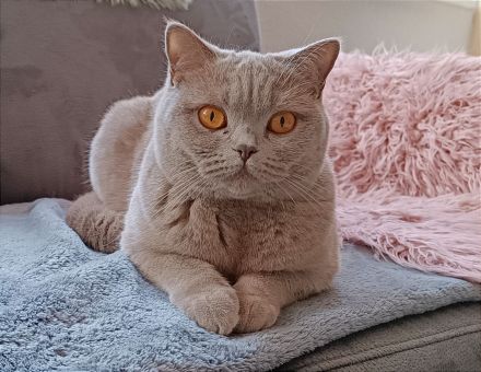 BKH Mädchen sucht liebevollen Kuschelplatz