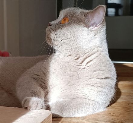 BKH Mädchen sucht liebevollen Kuschelplatz