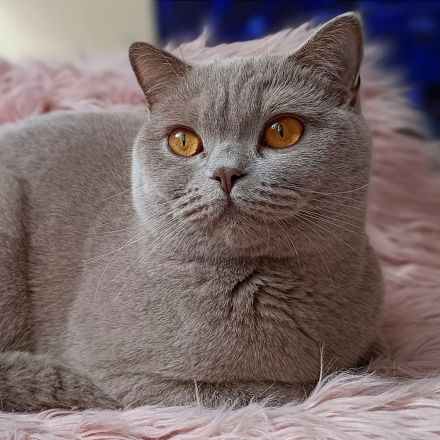 BKH Mädchen sucht liebevollen Kuschelplatz