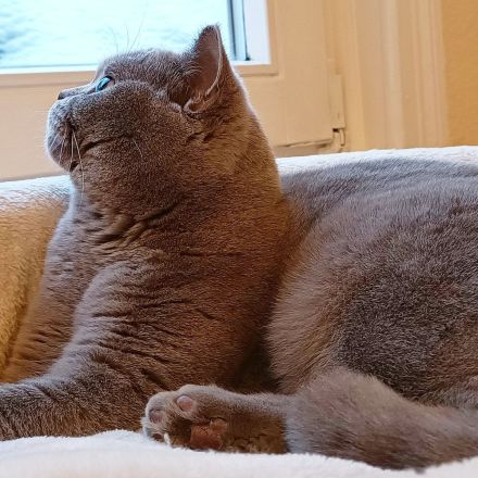 BKH Mädchen sucht liebevollen Kuschelplatz