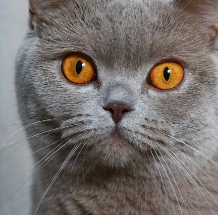 BKH Mädchen sucht liebevollen Kuschelplatz