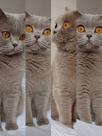 BKH Mädchen sucht liebevollen Kuschelplatz