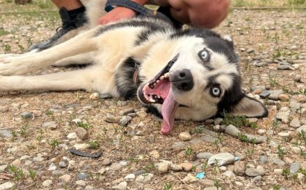 Liebenswertes Energiebündel Chili sucht seine Menschen