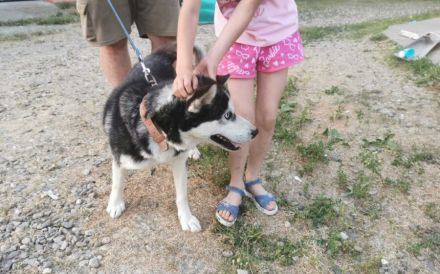 Liebenswertes Energiebündel Chili sucht seine Menschen