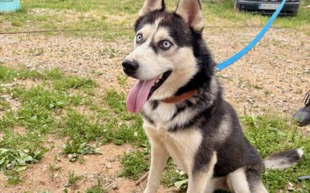 Liebenswertes Energiebündel Chili sucht seine Menschen