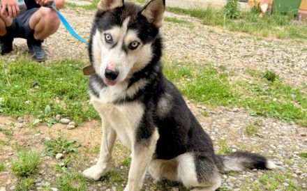 Liebenswertes Energiebündel Chili sucht seine Menschen