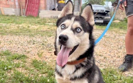 Liebenswertes Energiebündel Chili sucht seine Menschen