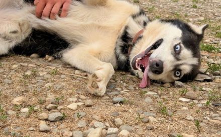 Liebenswertes Energiebündel Chili sucht seine Menschen