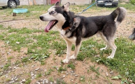 Liebenswertes Energiebündel Chili sucht seine Menschen