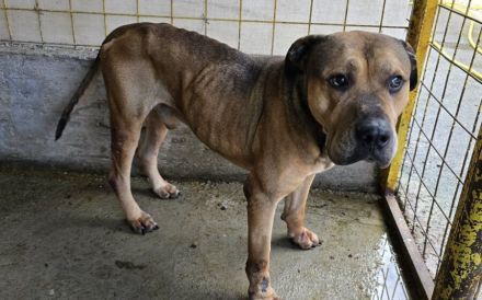 Babak: imposanter Rüde mit sanfter Seele