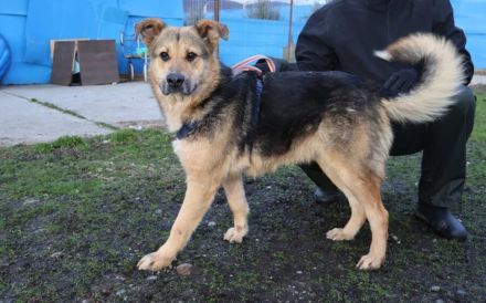 Zauberhafte Jojo sucht ihre Menschen