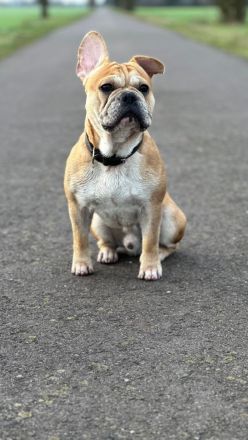 🐾 Zwei Französische Bulldoggen suchen gemeinsam ein liebevolles Zuhause 🐾