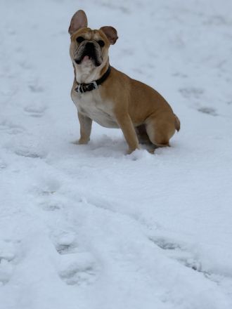 🐾 Zwei Französische Bulldoggen suchen gemeinsam ein liebevolles Zuhause 🐾