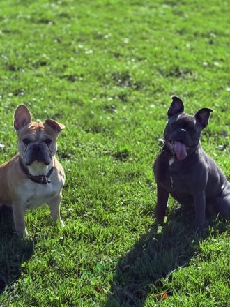 🐾 Zwei Französische Bulldoggen suchen gemeinsam ein liebevolles Zuhause 🐾