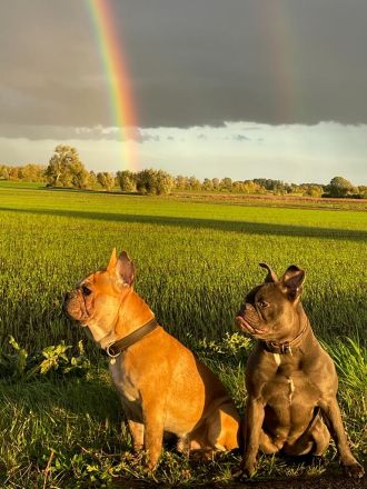 🐾 Zwei Französische Bulldoggen suchen gemeinsam ein liebevolles Zuhause 🐾