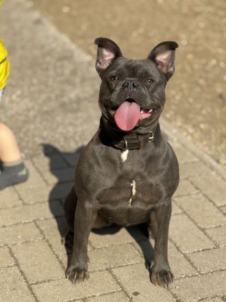 🐾 Zwei Französische Bulldoggen suchen gemeinsam ein liebevolles Zuhause 🐾