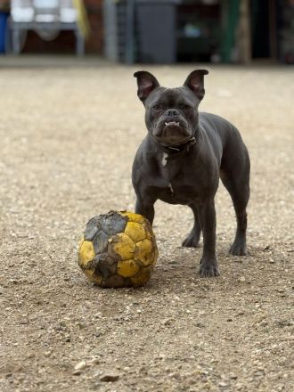🐾 Zwei Französische Bulldoggen suchen gemeinsam ein liebevolles Zuhause 🐾