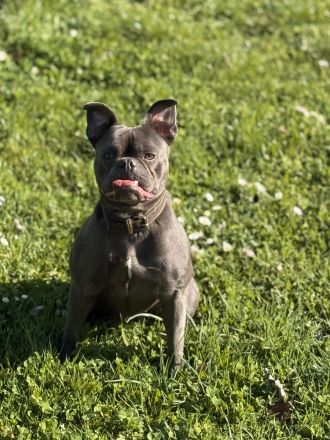 🐾 Zwei Französische Bulldoggen suchen gemeinsam ein liebevolles Zuhause 🐾