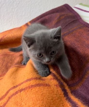 BKH Kitten zum abholen