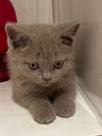 BKH Kitten zum abholen