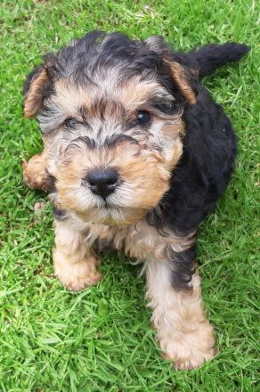 Lakelandterrierwelpen aus VDH-Zucht abzugeben