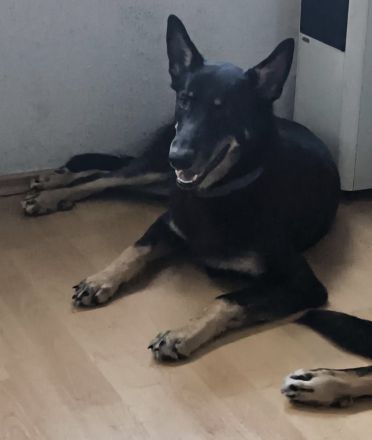 DDR Schäferhund Huskymix Lucy und Loki suchen dringend ein liebevolles Zuhause