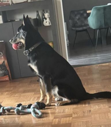 DDR Schäferhund Huskymix Lucy und Loki suchen dringend ein liebevolles Zuhause