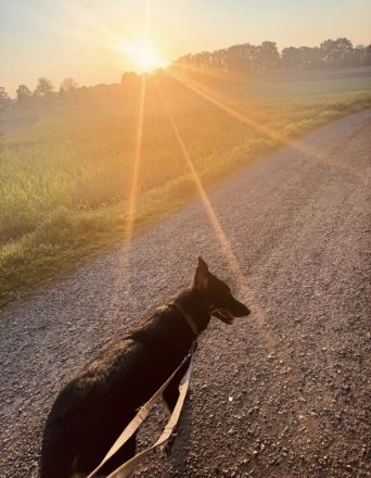 DDR Schäferhund Huskymix Lucy und Loki suchen dringend ein liebevolles Zuhause