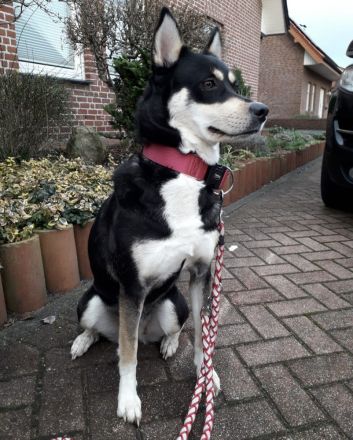 DDR Schäferhund Huskymix Lucy und Loki suchen dringend ein liebevolles Zuhause
