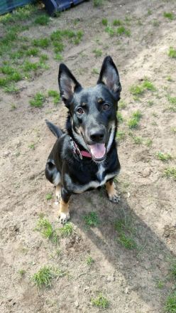 DDR Schäferhund Huskymix Lucy und Loki suchen dringend ein liebevolles Zuhause