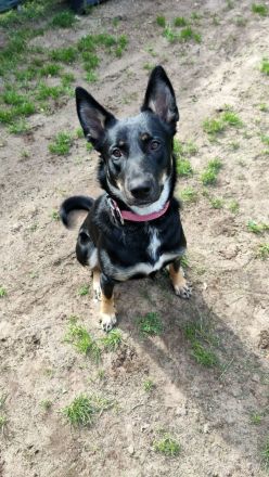 DDR Schäferhund Huskymix Lucy und Loki suchen dringend ein liebevolles Zuhause