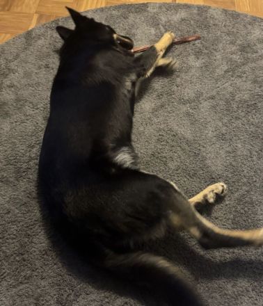 DDR Schäferhund Huskymix Lucy und Loki suchen dringend ein liebevolles Zuhause