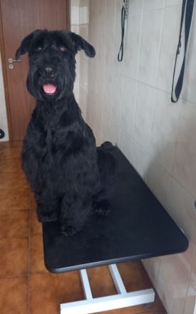 Riesenschnauzer Schwarz