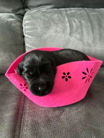 Riesenschnauzer Schwarz