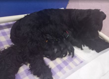 Riesenschnauzer Schwarz