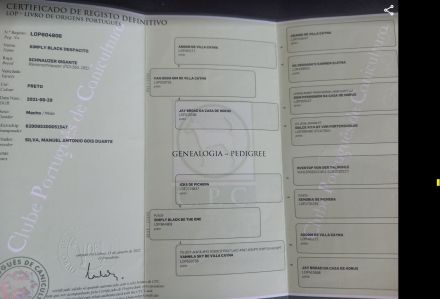 Riesenschnauzer Schwarz