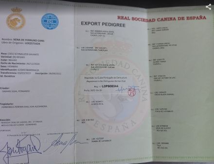 Riesenschnauzer Schwarz