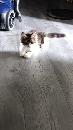 Maine coonis suchen ab sofort ein neues Zuhause